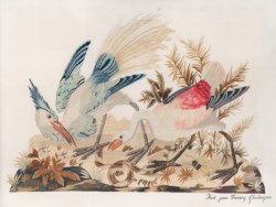 Fanny Ghislanzoni - Uccelli, serpente e coleottero