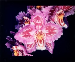 Untitled (Orchid)